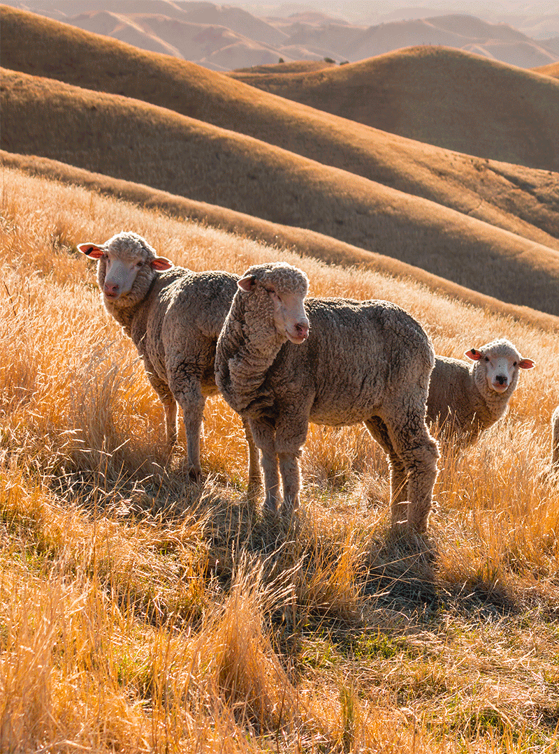 Moutons dans un pré, avant la tonte de la laine